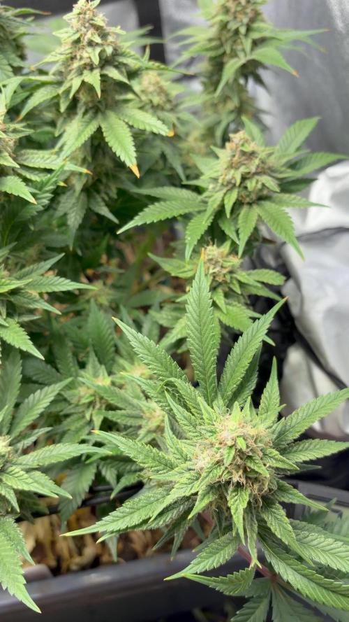 Lemon Haze Living Soil BioTabs