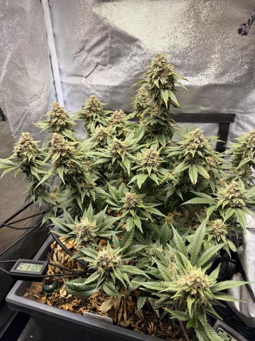 Lemon Haze Living Soil BioTabs. Week 8