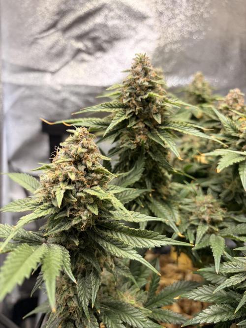 Lemon Haze Living Soil BioTabs. Week 8
