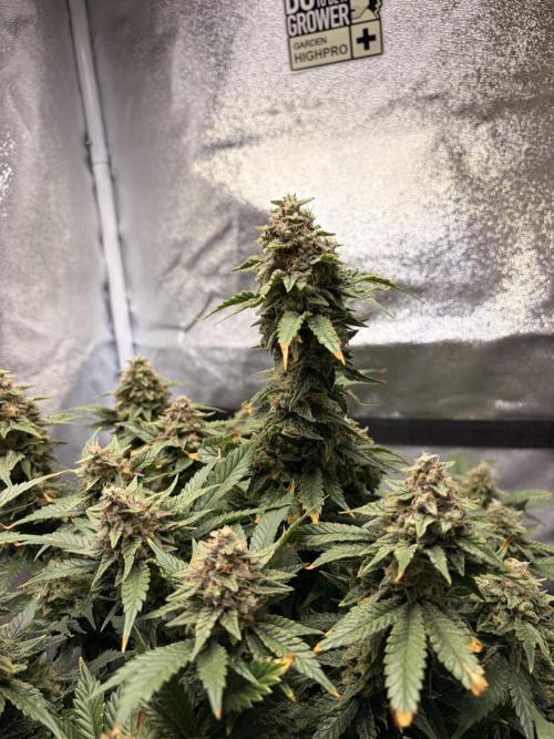 Lemon Haze Living Soil BioTabs. Week 8