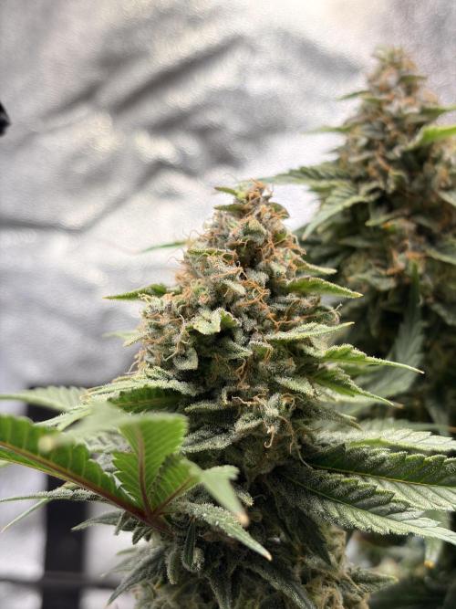 Lemon Haze Living Soil BioTabs. Week 8