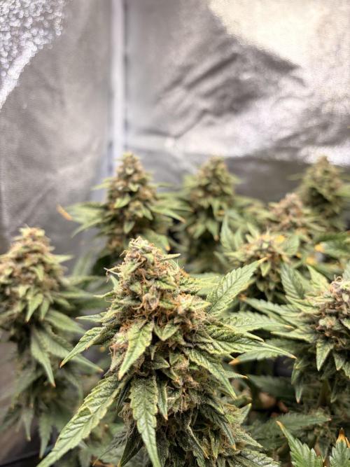Lemon Haze Living Soil BioTabs. Week 8