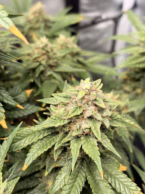 Lemon Haze Living Soil BioTabs. Week 8