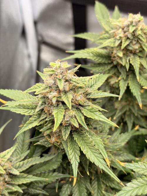 Lemon Haze Living Soil BioTabs. Week 8