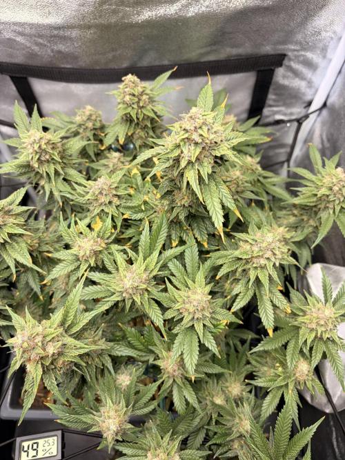 Lemon Haze Living Soil BioTabs. Week 8