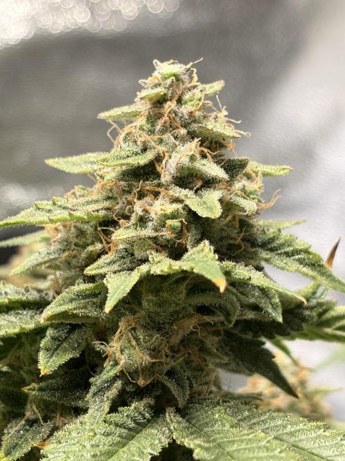 Lemon Haze Living Soil BioTabs. Week 8