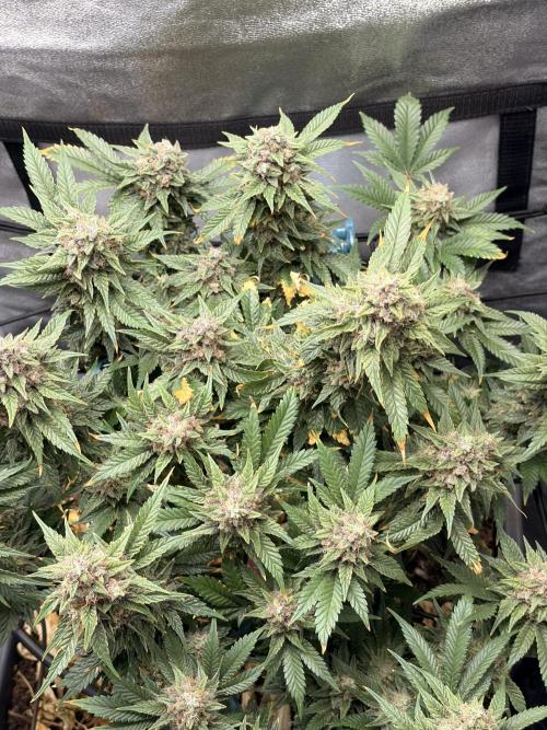 Lemon Haze Living Soil BioTabs. Week 9