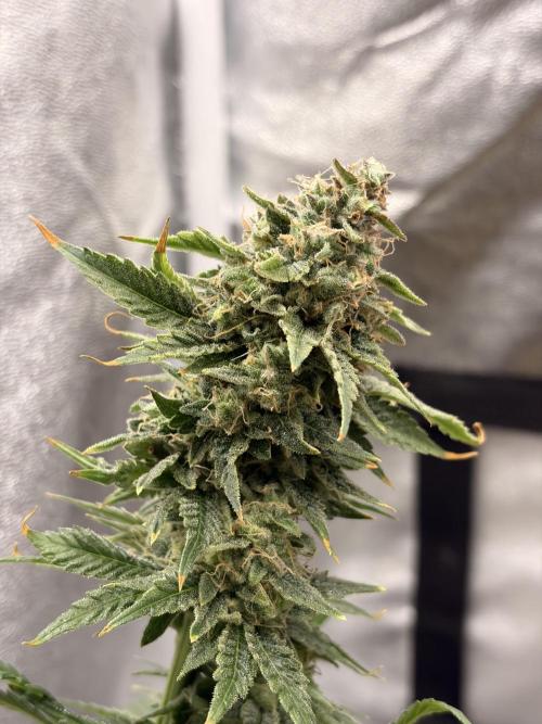 Lemon Haze Living Soil BioTabs. Week 9
