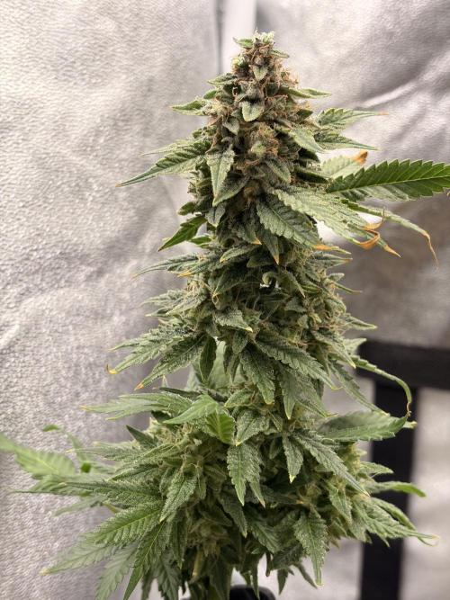 Lemon Haze Living Soil BioTabs. Week 9