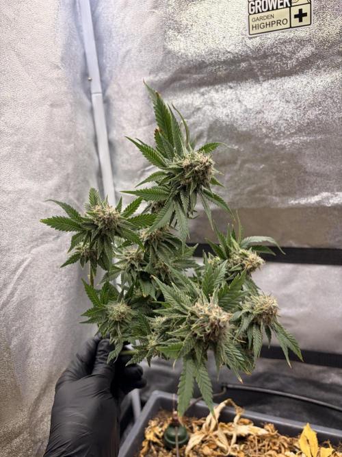 Lemon Haze Living Soil BioTabs. Week 9