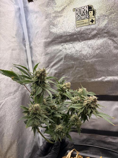 Lemon Haze Living Soil BioTabs. Week 9