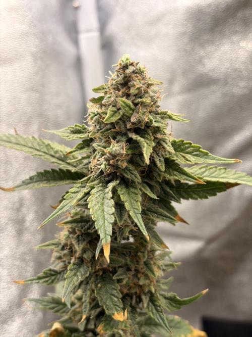 Lemon Haze Living Soil BioTabs. Week 9