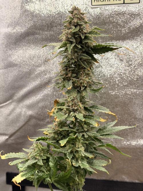 Lemon Haze Living Soil BioTabs. Week 9