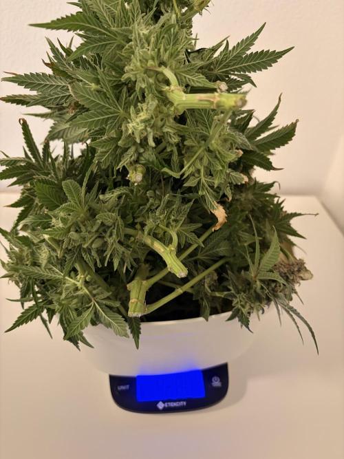 Lemon Haze Living Soil BioTabs. Week 9