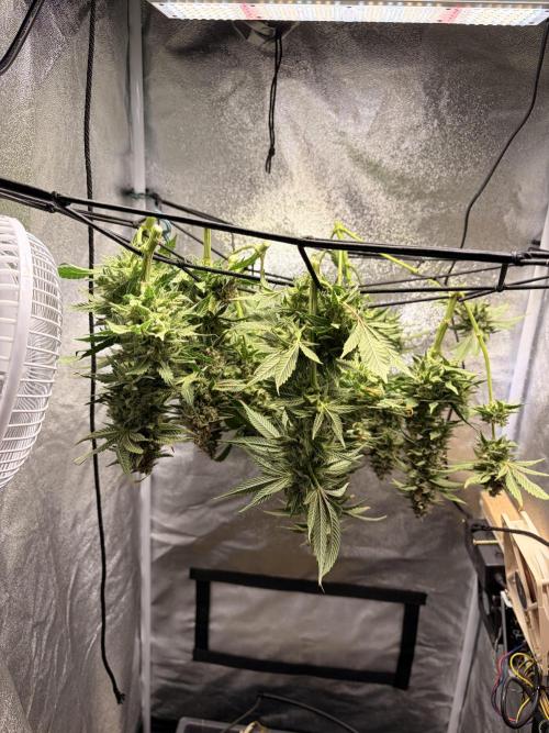 Lemon Haze Living Soil BioTabs. Week 9