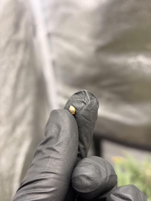 Lemon Haze Living Soil BioTabs. Week 9