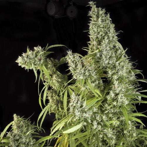 Karels Herer Haze/ AutoPot + Athena. Week 0