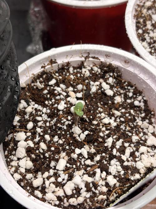 The gassy one/ AutoPot + Athena run. Week 0