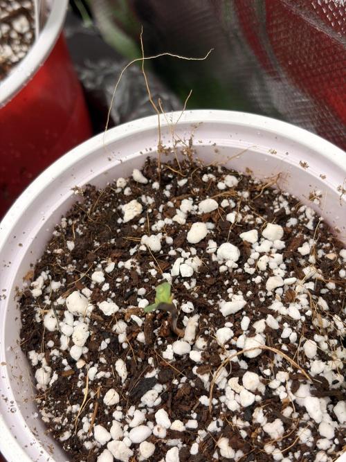 The gassy one/ AutoPot + Athena run. Week 0