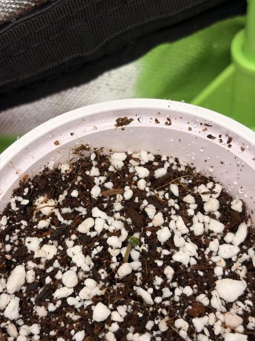 Karels Herer Haze/ AutoPot + Athena. Week 0