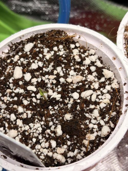 Karels Herer Haze/ AutoPot + Athena. Week 0