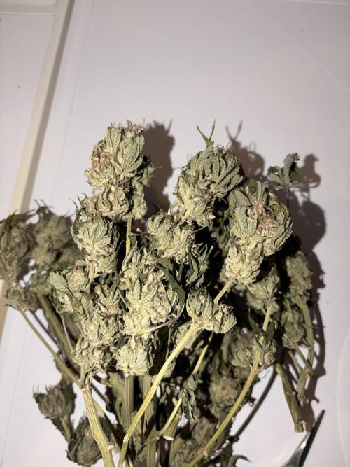 Lemon Haze Living Soil BioTabs. Week 9