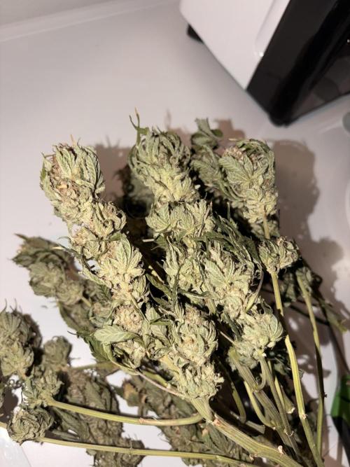 Lemon Haze Living Soil BioTabs. Week 9