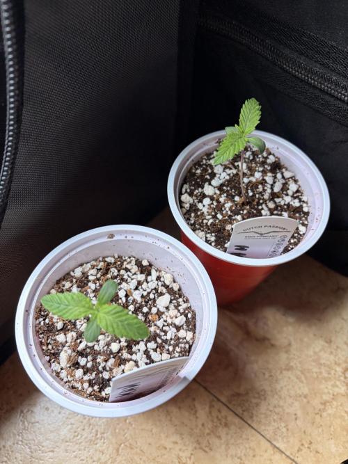 Karels Herer Haze/ AutoPot + Athena. Week 1