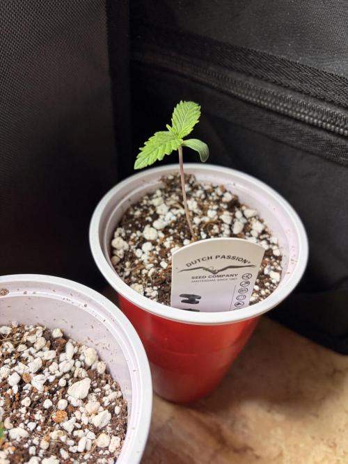 Karels Herer Haze/ AutoPot + Athena. Week 1