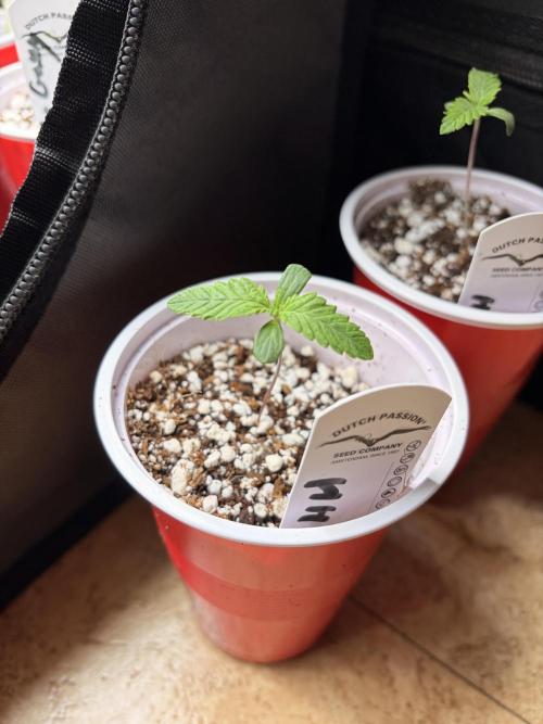 Karels Herer Haze/ AutoPot + Athena. Week 1