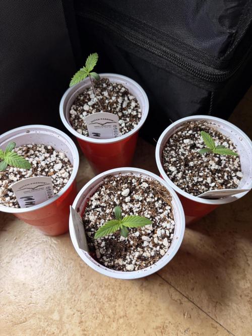 Karels Herer Haze/ AutoPot + Athena. Week 1