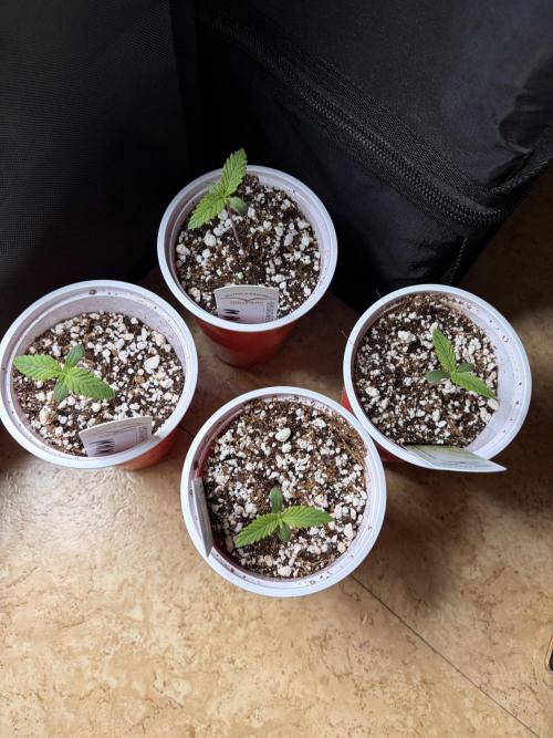 Karels Herer Haze/ AutoPot + Athena. Week 1
