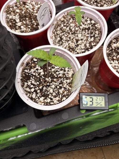The gassy one/ AutoPot + Athena run. Week 1