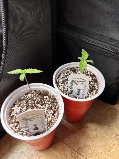 The gassy one/ AutoPot + Athena run. Week 1