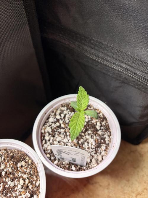 The gassy one/ AutoPot + Athena run. Week 1
