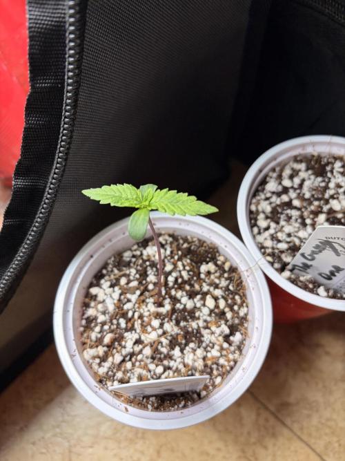The gassy one/ AutoPot + Athena run. Week 1