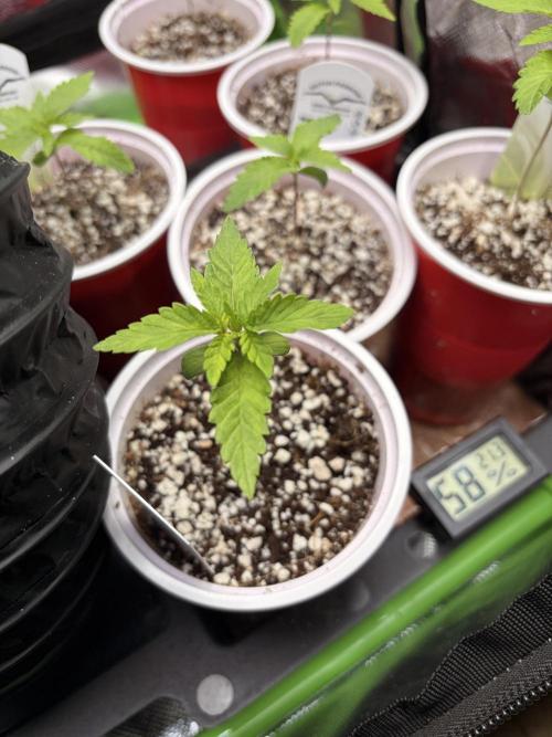 The gassy one/ AutoPot + Athena run. Week 2
