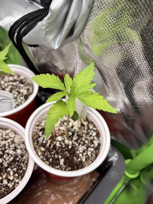 The gassy one/ AutoPot + Athena run. Week 2