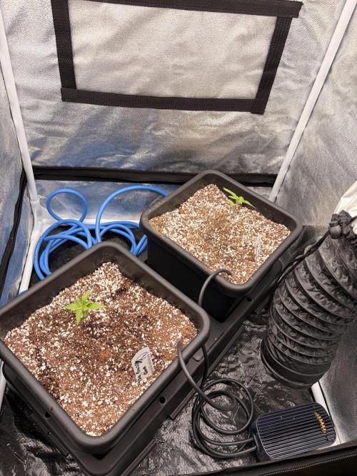 The gassy one/ AutoPot + Athena run. Week 2