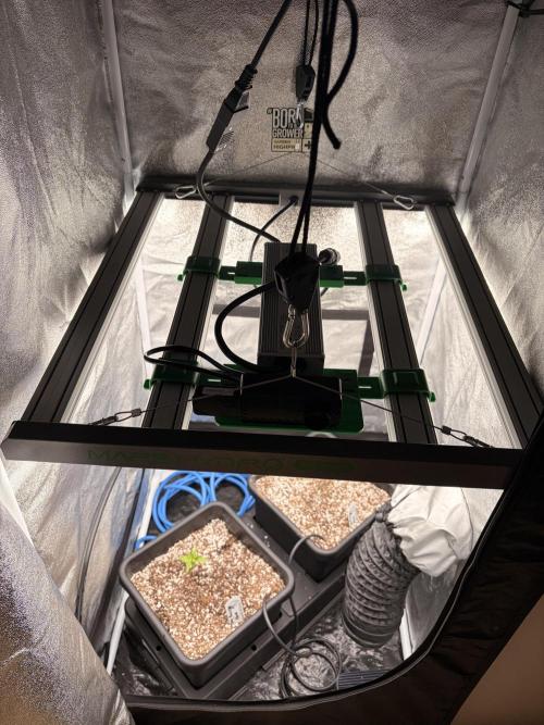 The gassy one/ AutoPot + Athena run. Week 2