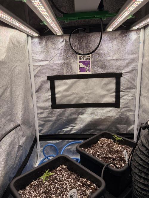 The gassy one/ AutoPot + Athena run. Week 2