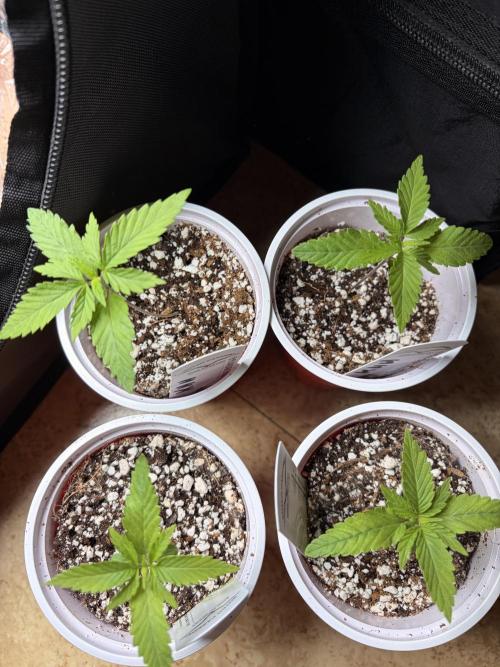 Karels Herer Haze/ AutoPot + Athena. Week 2