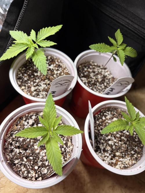 Karels Herer Haze/ AutoPot + Athena. Week 2