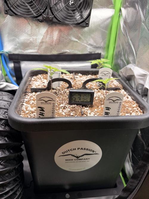 Karels Herer Haze/ AutoPot + Athena. Week 2