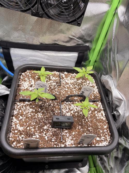 Karels Herer Haze/ AutoPot + Athena. Week 2