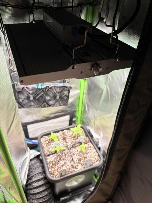 Karels Herer Haze/ AutoPot + Athena. Week 2