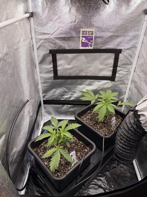 The gassy one/ AutoPot + Athena run. Week 3