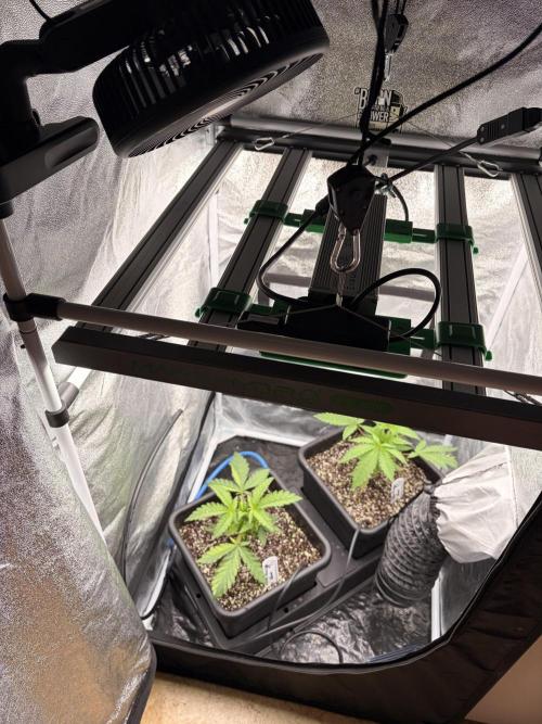 The gassy one/ AutoPot + Athena run. Week 3