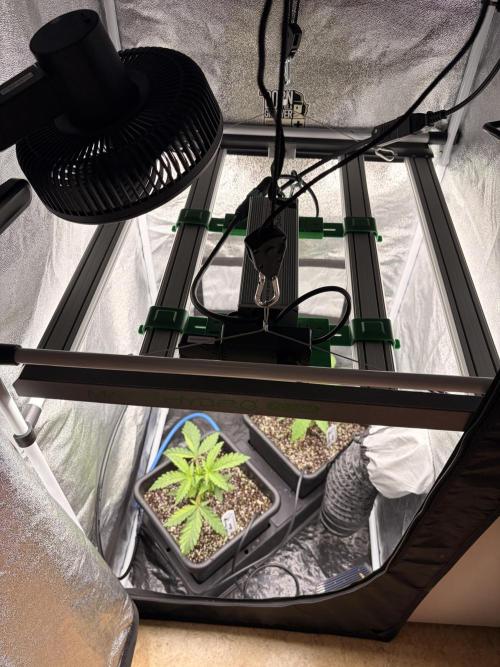 The gassy one/ AutoPot + Athena run. Week 3