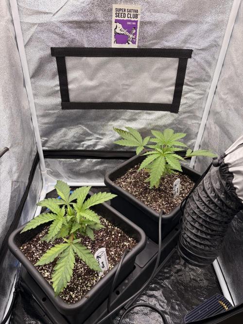 The gassy one/ AutoPot + Athena run. Week 3